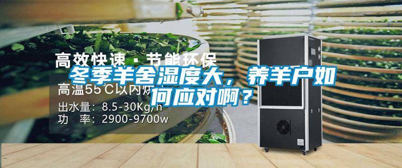 冬季羊舍濕度大,養羊戶如何應對啊?